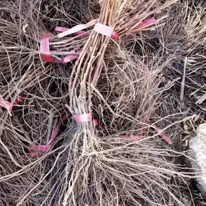 ����ɽ��������� ռ�ر��������糧�� ������ɫ�������޺˼�����