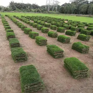 出售波斯菊种子 金菊花 室内阳台 别墅草坪 紫色向日葵花籽