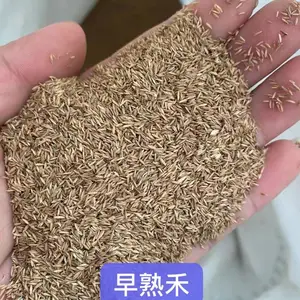 出售波斯菊种子 金菊花 室内阳台 别墅草坪 紫色向日葵花籽
