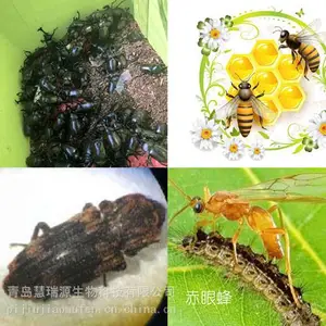 ��������ֳ���θ߲���ĸ���𵽵�����