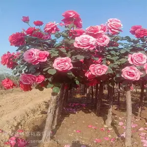 ���ط羰�� ��ֲ������������ �Ͱ��̻���ľӪ������Ҷ��ӣ