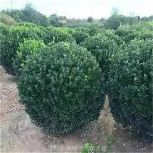 ���մ�Ҷ��������� ��1��2��3�״�Ҷ������