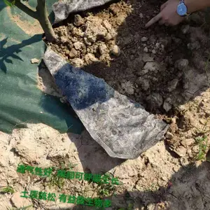 珍珠李能防草的布