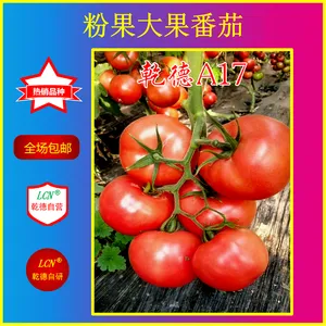 乾德A17、抗TY粉果番茄种子