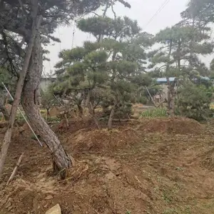 山东泰安岱岳区@造型松@青藤苗木经营中心