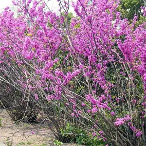 ��ܰ���ۣ���ҶŮ�꣩�Ͼ����� ͥԺ�ۻ�ֲ���÷��÷���***