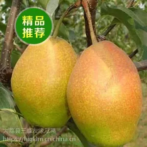 供应陕西大荔冷库红香酥梨，陕西大荔红香酥梨基地 ，大荔红香酥梨***格
