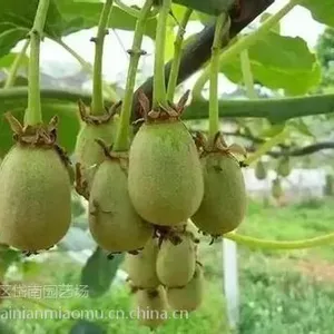 �ƽ��⨺�������ֲ���� �ƽ��⨺������������� �ƽ��⨺�����������