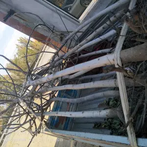 2���ɺ˺����翹���� ̩��ֽƤ�������������