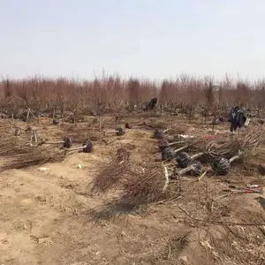 ��ɫ����5����30Ԫ �������ϳ� ��Ҷ���һ���ֱ������