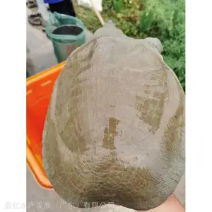 �ڻ������� ��ֳ�������� ӯ��ˮ�� ������ˮ��������Ӿ���