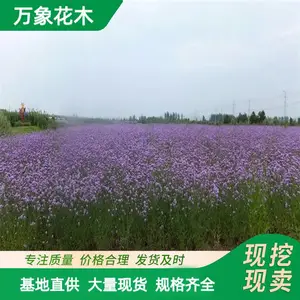 ����ľ ��Ҷ���޲� ϲ���� �ͺ�����ǿ ����Ч����