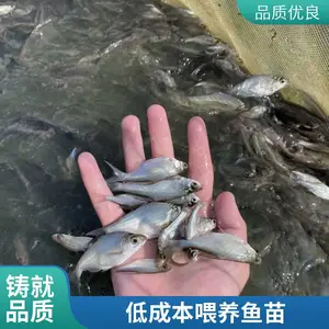 ���������� ̨�崿������ �ӽ������� �������
