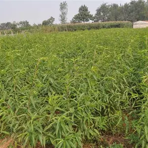 安徽桃苗-新泰超越苗木基地-桃苗价格行情