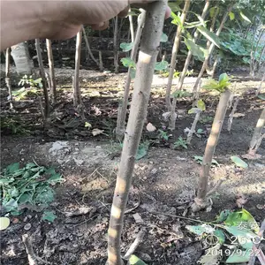 ��³��˹ӣ����Ʒ��*** 2����ӣ�����׳ɻ� 1��ӣ������ֲǰ��