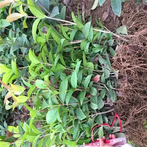 福建福州毛杜鹃苗基地***服务