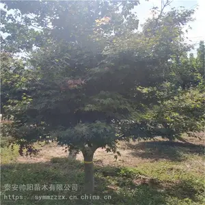 ��˼�צ�� ������ȫ 12���ּ�צ�� ��Ʒ���г���