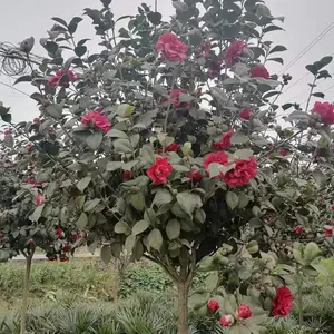�ɶ��軨�� ������ ���۵ĸ߸˲軨������ ���Ӷ��ܶ�