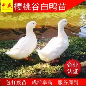 佛山桂柳大种北京白鸭樱桃谷鸭苗批发 桂柳鸭苗价格养殖优良品种高成活率包打疫苗