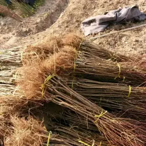 ����***����������_С������ɿ�������_�����ߺ�������***��