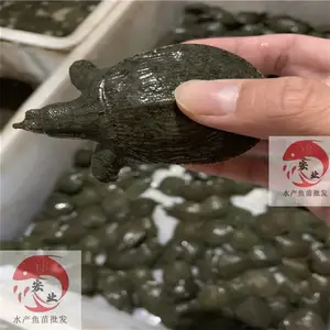�㶫����_�糡ֱ��ˮ����_��ˮ�ձ���