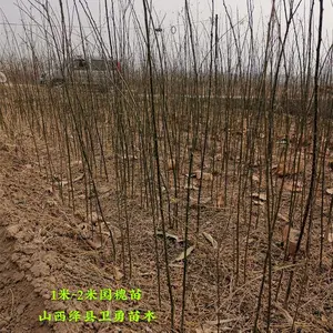 1米国槐苗价格 一年生国槐苗产地 0.8公分粗国槐苗批发 二年生国槐苗