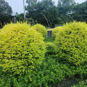 ��Ʒ������Ůؑ������� 1.5������Ůؑ���С���� ����Ůؑ�Įa(ch��n)��