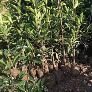 法国冬青/珊瑚绿篱/篱笆苗/常绿篱笆 /庭院篱笆/冬青树苗