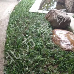 麦冬草北京基地大量营养杯苗供应，批发直供