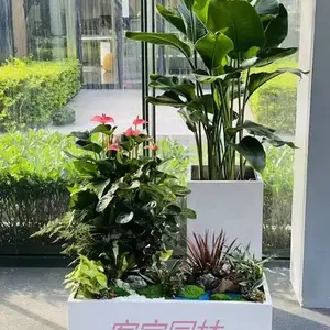 广州植物出租出售 广州花木租摆 广州绿植租凭采购服务