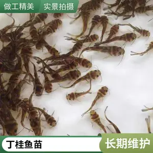 低发病率 现货 黄骨鱼 品种好 全国包邮 渔业批量供苗 黄辣丁苗出售