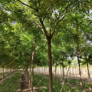 国槐价格优惠 国槐大型苗木基地 国槐现货销售