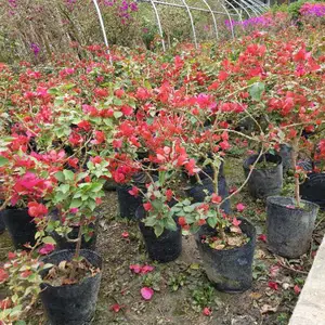 �ϻ�����÷�ı������� �컨����÷����۸� ����÷����