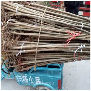 �󾰳��ۺ����㴻���� ��ѿ�㴻����������� ���ں��㴻��