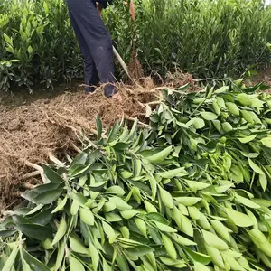 ���ϳ�ɳ�����۽�����ض���Ǯ_�����۽�������