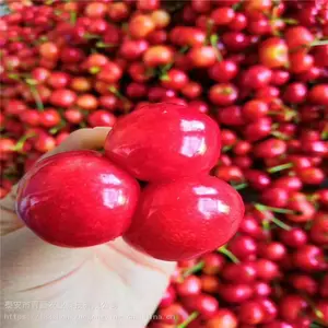 ��֬��ӣ���� ����ũҵ �����ӣ���� ��������