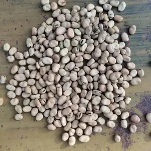 国产蚕豆精选过比重风选,国产干蚕豆 崇礼蚕豆