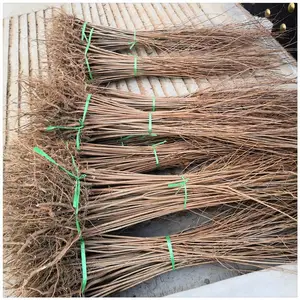 大量供应高度一米五角枫树苗 一年生五角枫小苗价格
