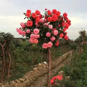 浓香型花卉高杆月季 别墅行道绿化花卉 园林花篱花架装饰