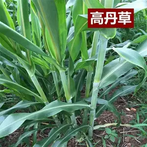 兰州常青草种草籽企业批发抗寒草种草种籽