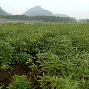 巴西人参 一年生优质种苗 广西基地直供 中药材种植 易成活