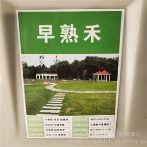 优质新草坪种子 早熟禾种子 发芽*** 价格便宜 ***