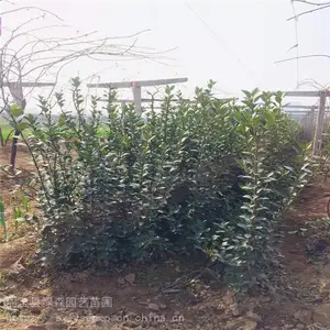 ���۴�Ҷ���� ��������С��ר�� �ļ�����