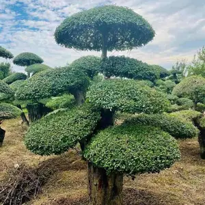 湖北对接白蜡-造型多干对节白蜡-山东对接白蜡-泰安对接白蜡产地直销