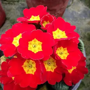 ����ʱ���Ļ��� �������̱��� �������ع�Ӧ ɫ�ʷḻ