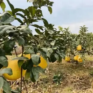 ���� ������ �޽��������� ���������ӹ����������óɻ�