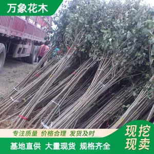 ���Գ��� ��ҶŮ������ �����̻��쾰��ľ ԰��ͥԺ�̻�