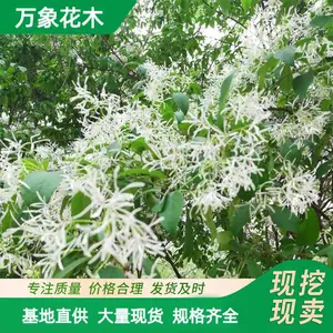 苗圃供应园林绿化 流苏树苗流苏树 存活*** 欢迎惠顾
