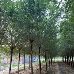 陕西安康二乔苗木榆树苗种植基地装车价格,5公分榆树苗厂家批发,榆树小苗产地报价