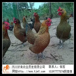 南充鸡苗基地 南充鸡苗批发 成活***